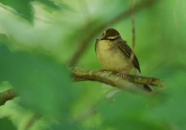 Swainson’s warbler , by Andy Reago & Chrissy McClarren