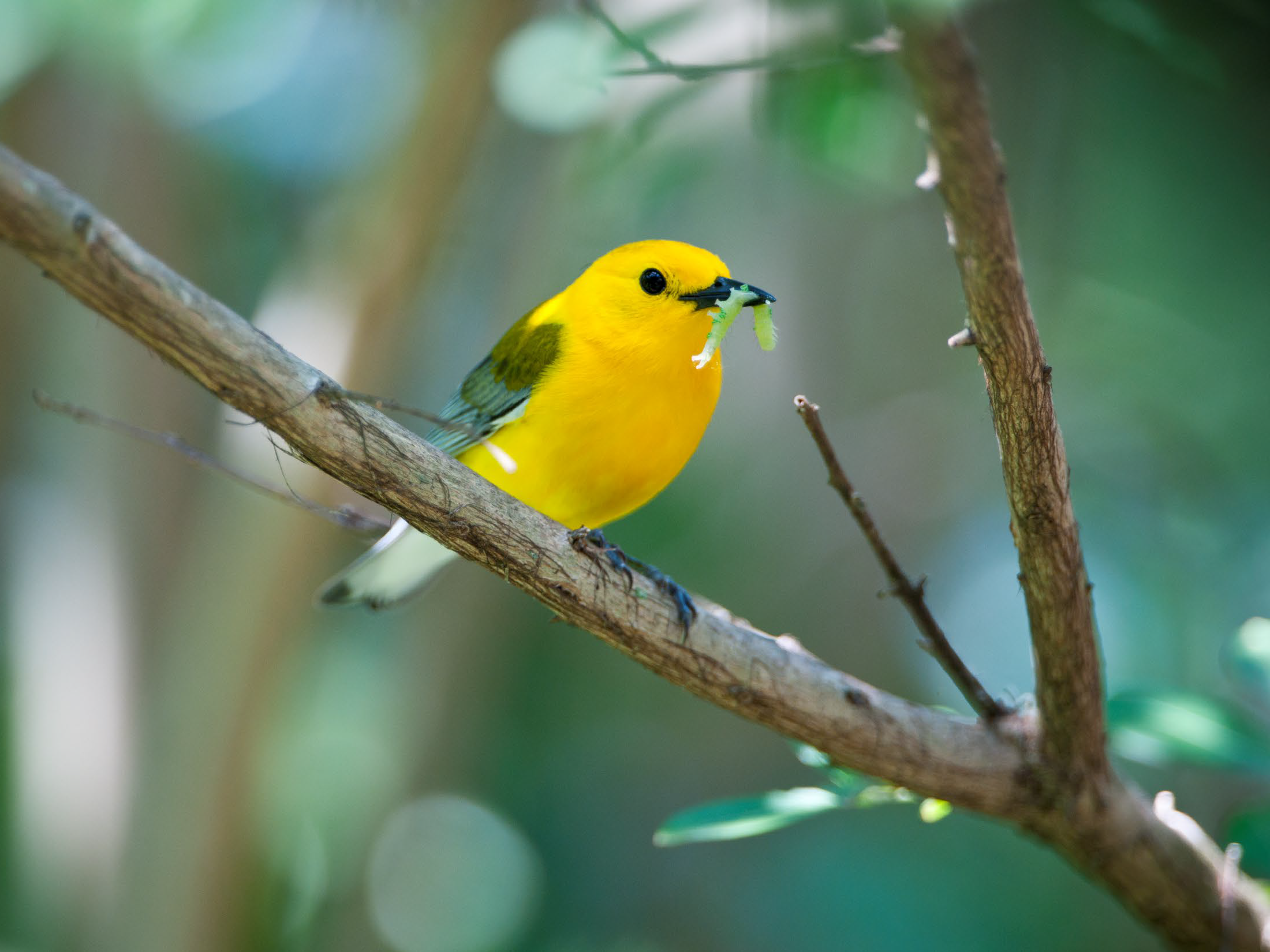 PROW w Catepillar.png