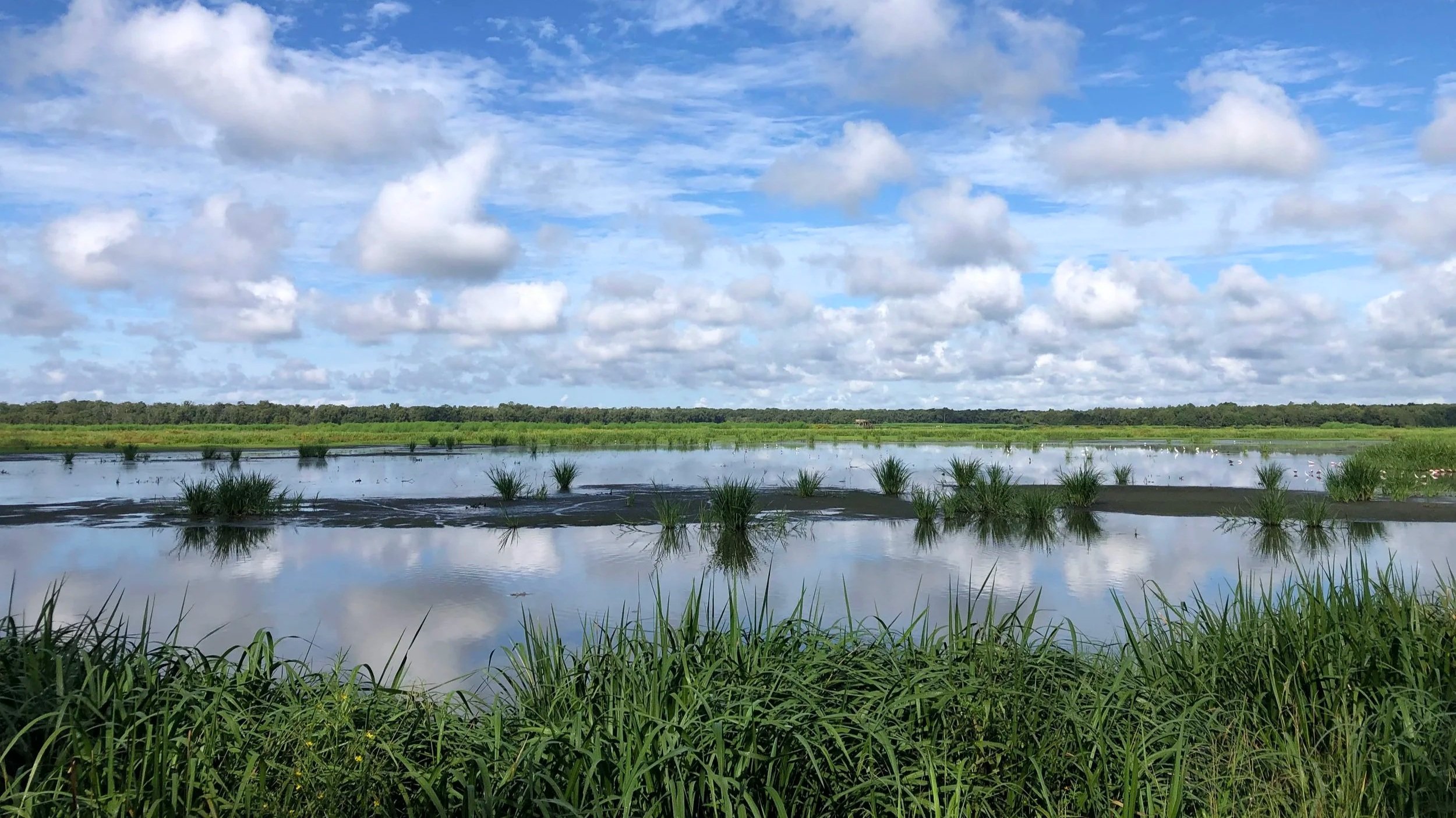 Sherburne South Farm Marsh Aug 2022.jpg