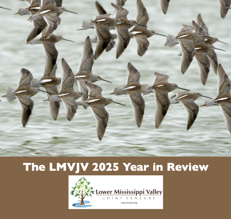 2025 Year in Review cover
