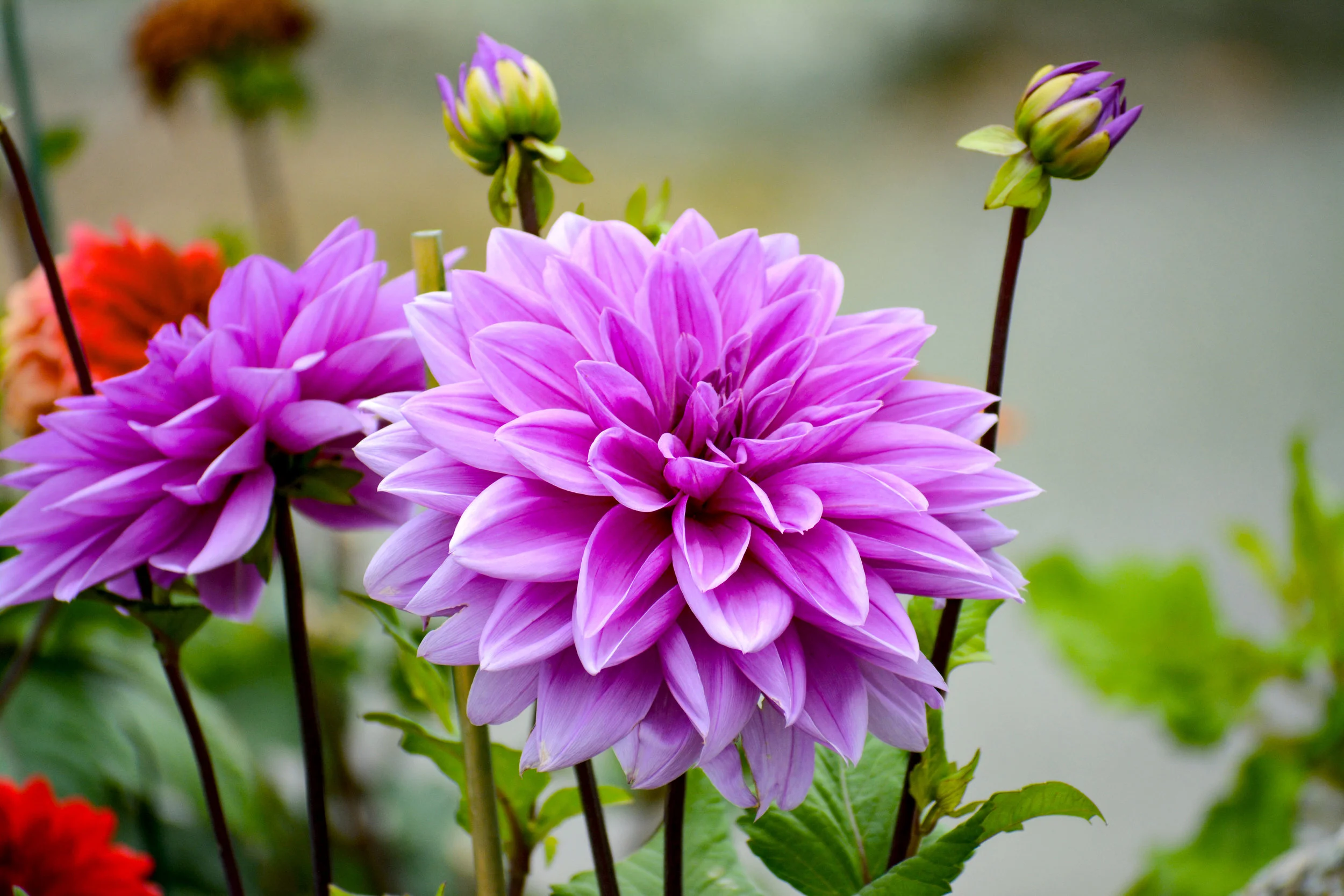 Natural Beauty