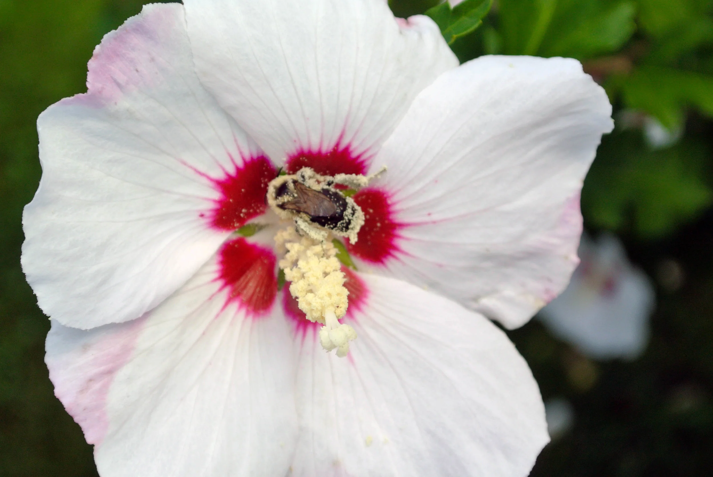 Pollen
