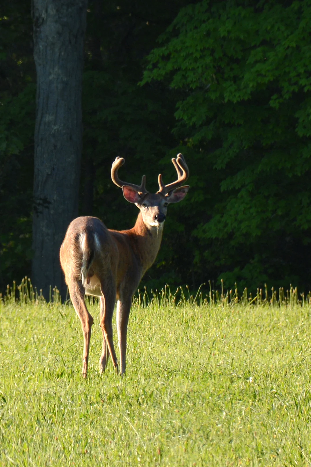 Fresh Antlers
