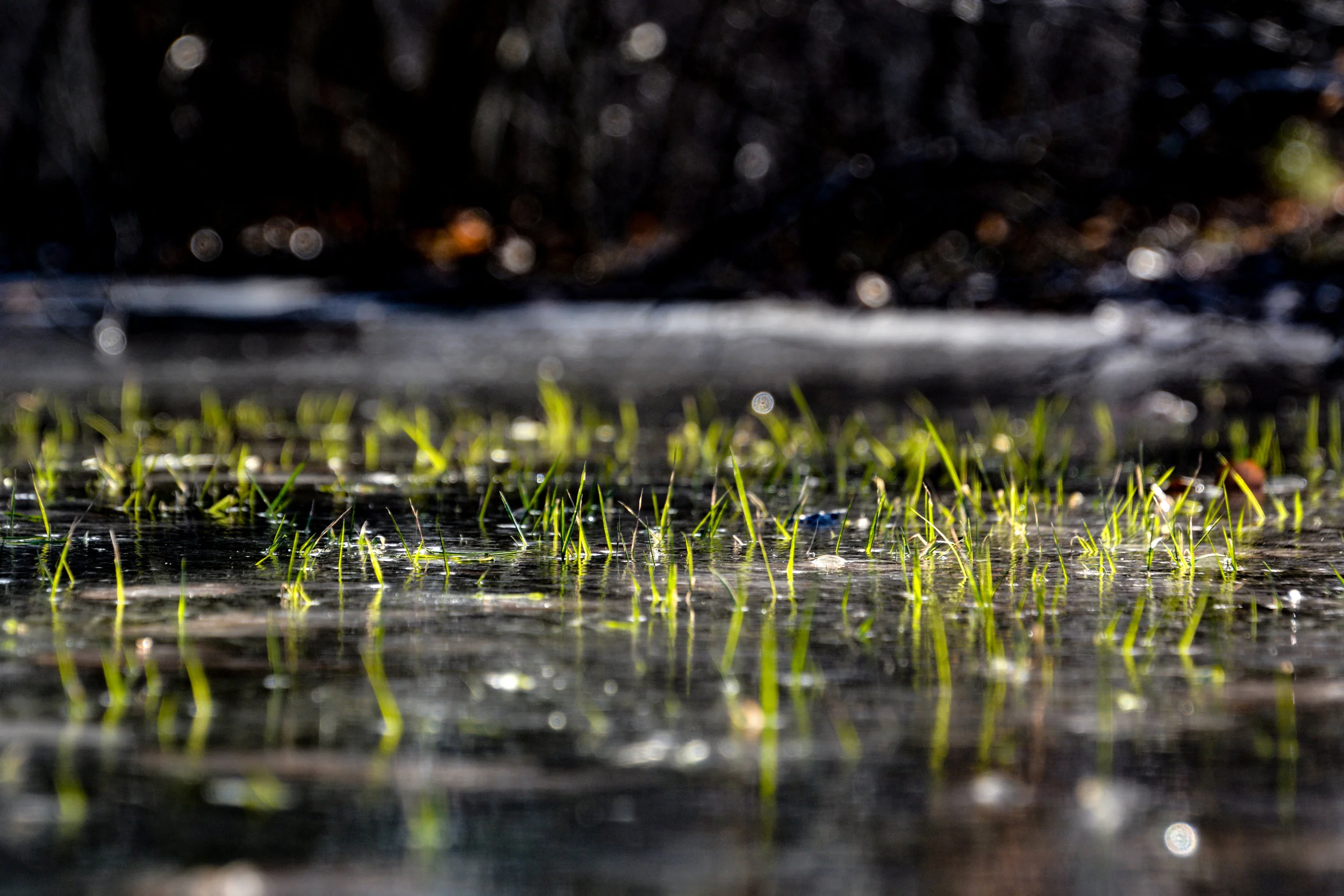 Opposites #1 - Grass and Ice