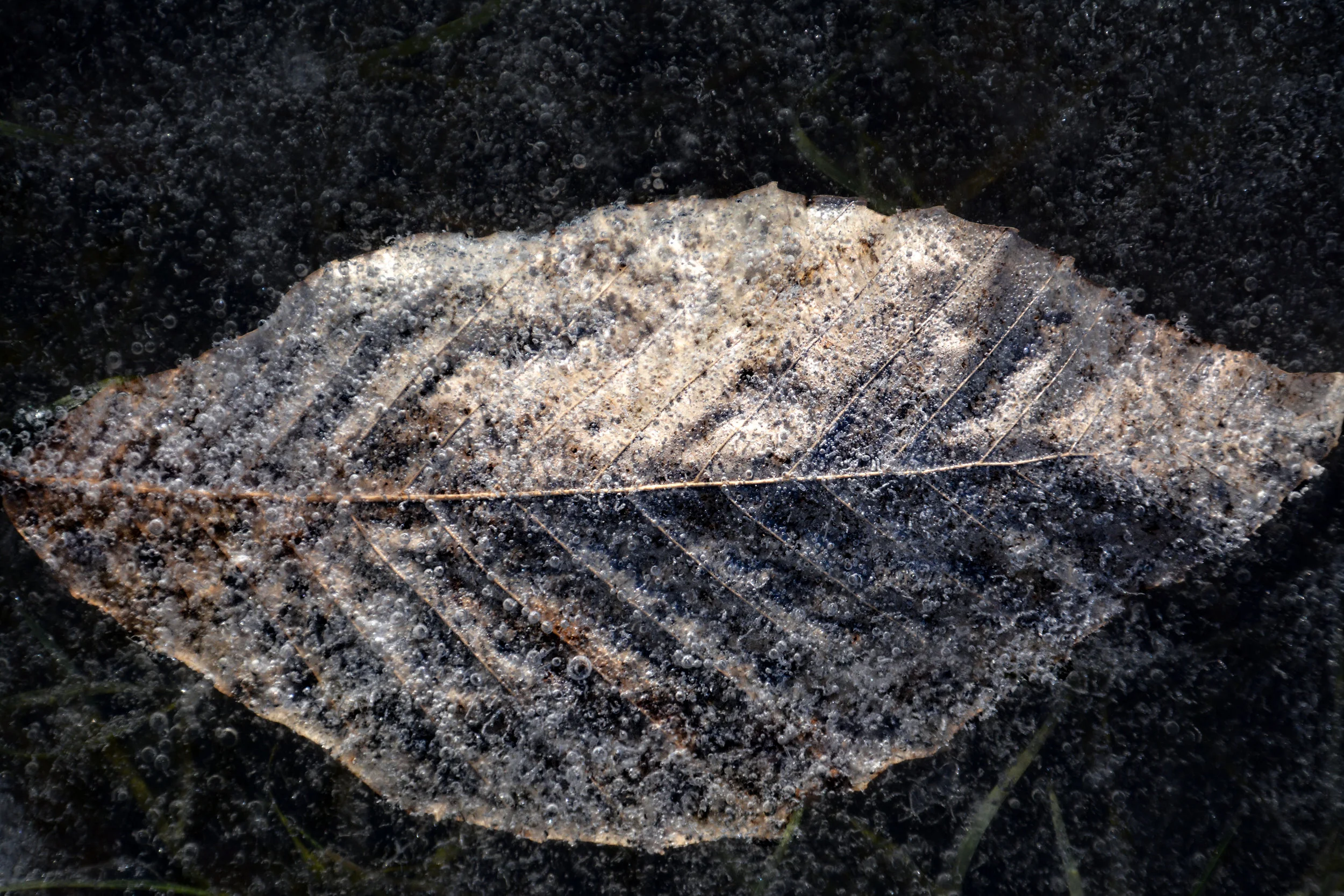 Opposite #2 - Leaf and Ice