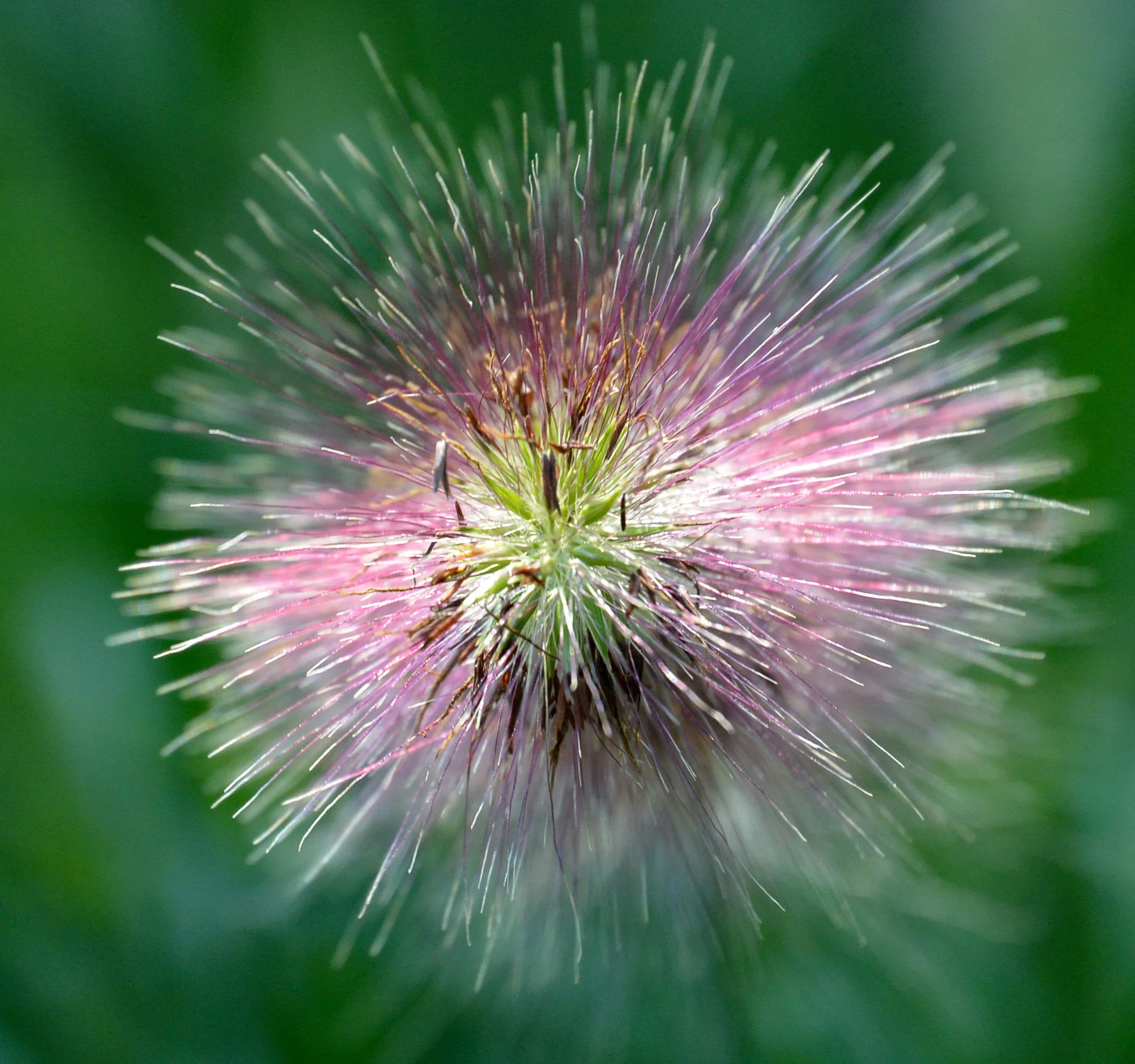Purple Fountain Grass