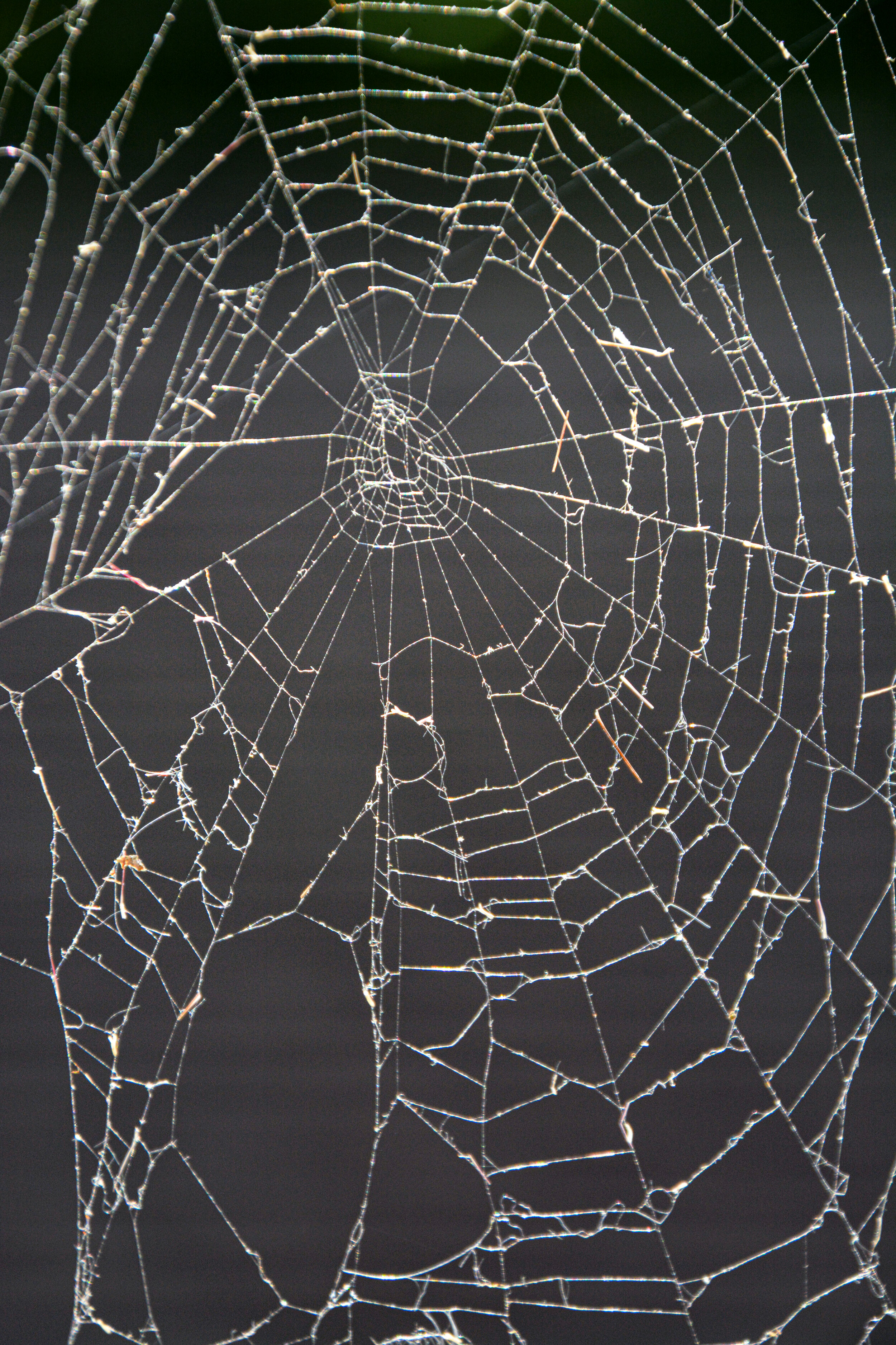 Web