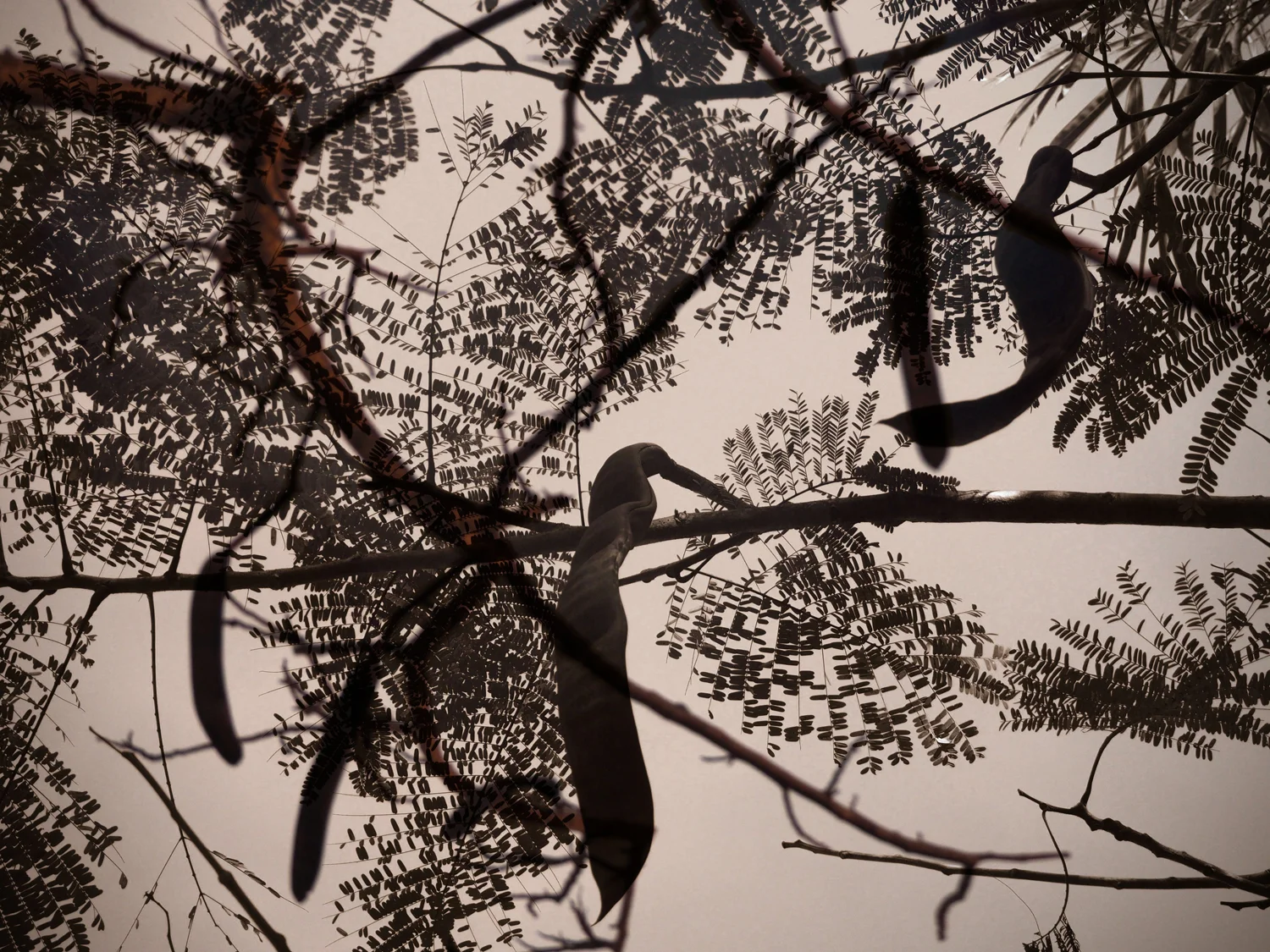 LIKE BIRDS.jpg