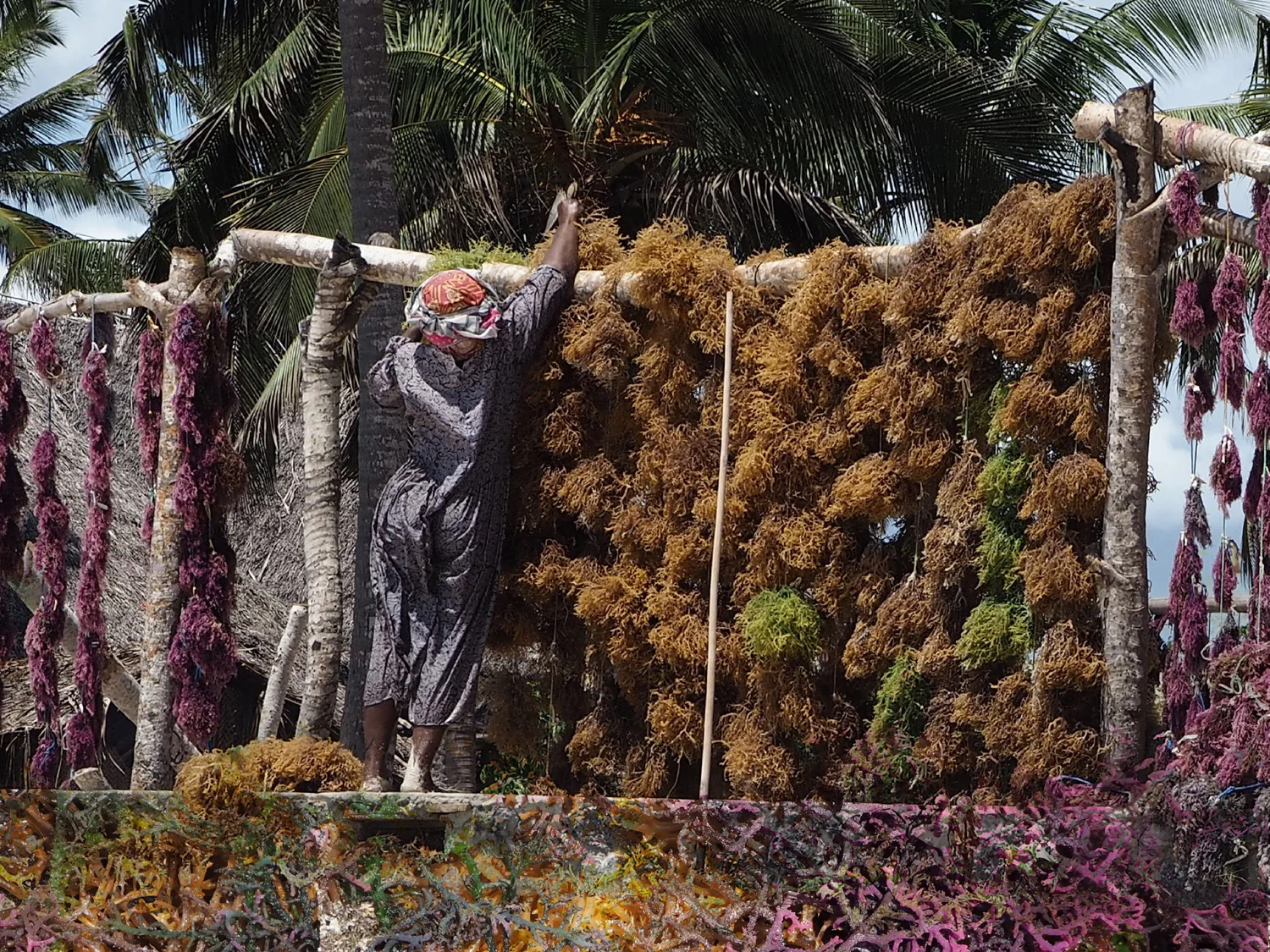 DRYING SEAWEEDS.jpg