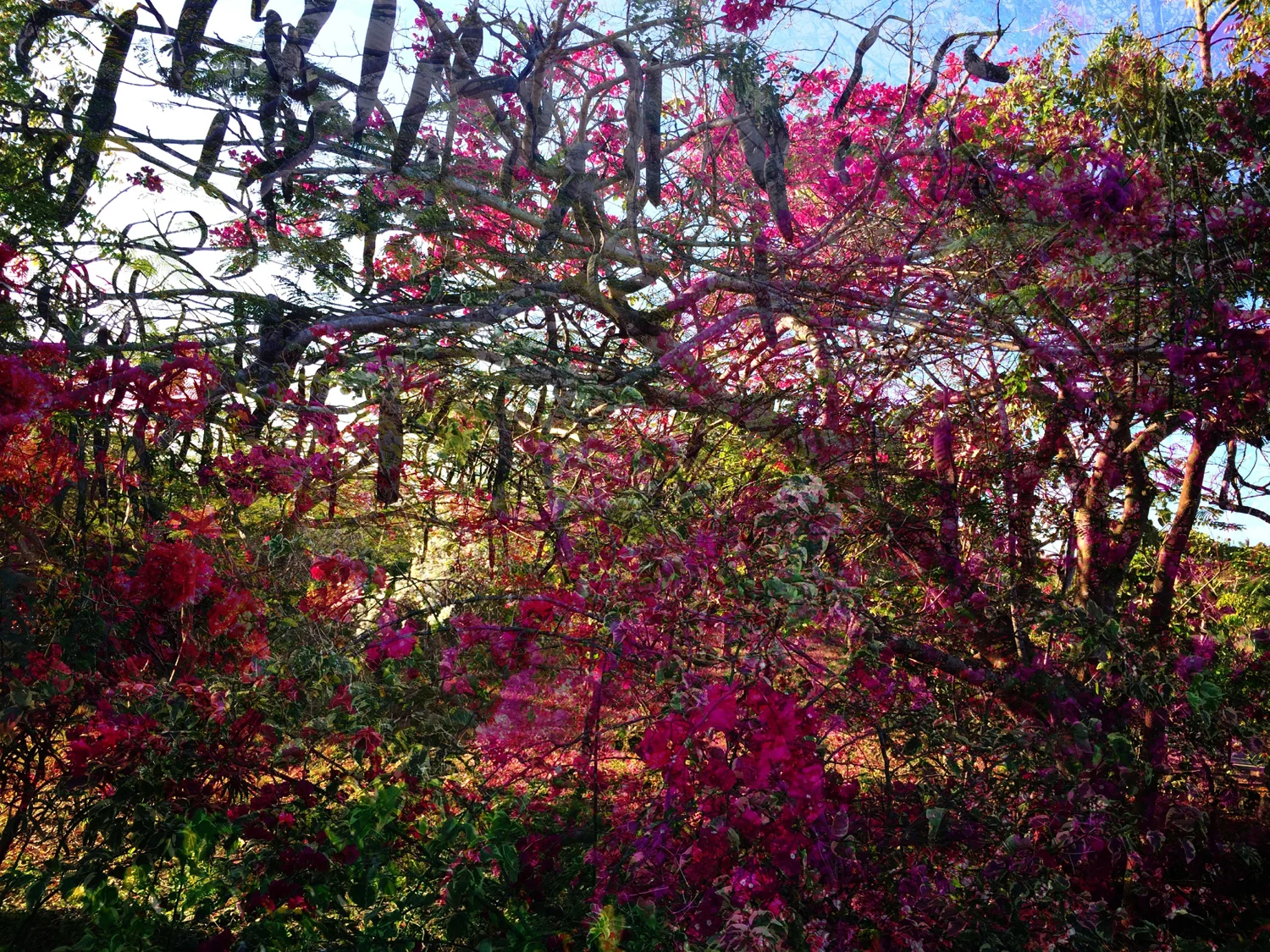 LUXURIANT NATURE.jpg