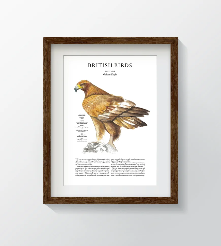 BB.GoldenEagle.frame.jpg