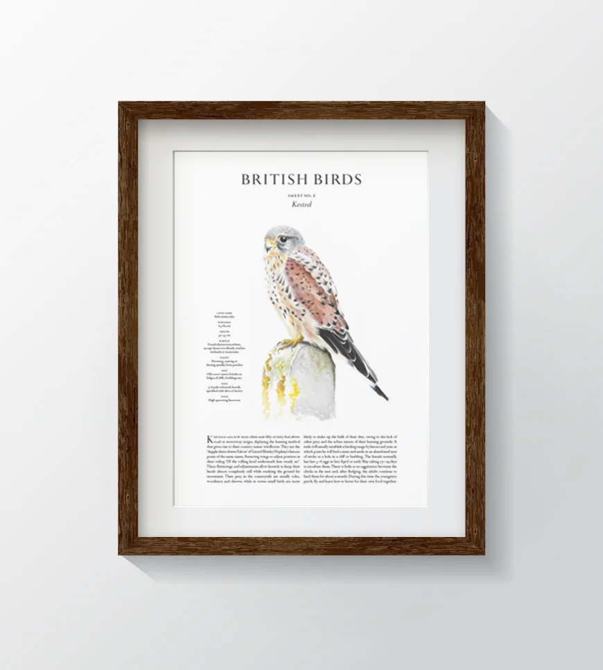 BB.Kestrel.frame.jpg