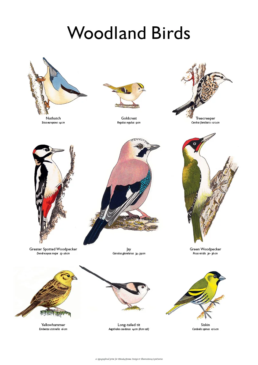 BritishBirds_Woodland.jpg