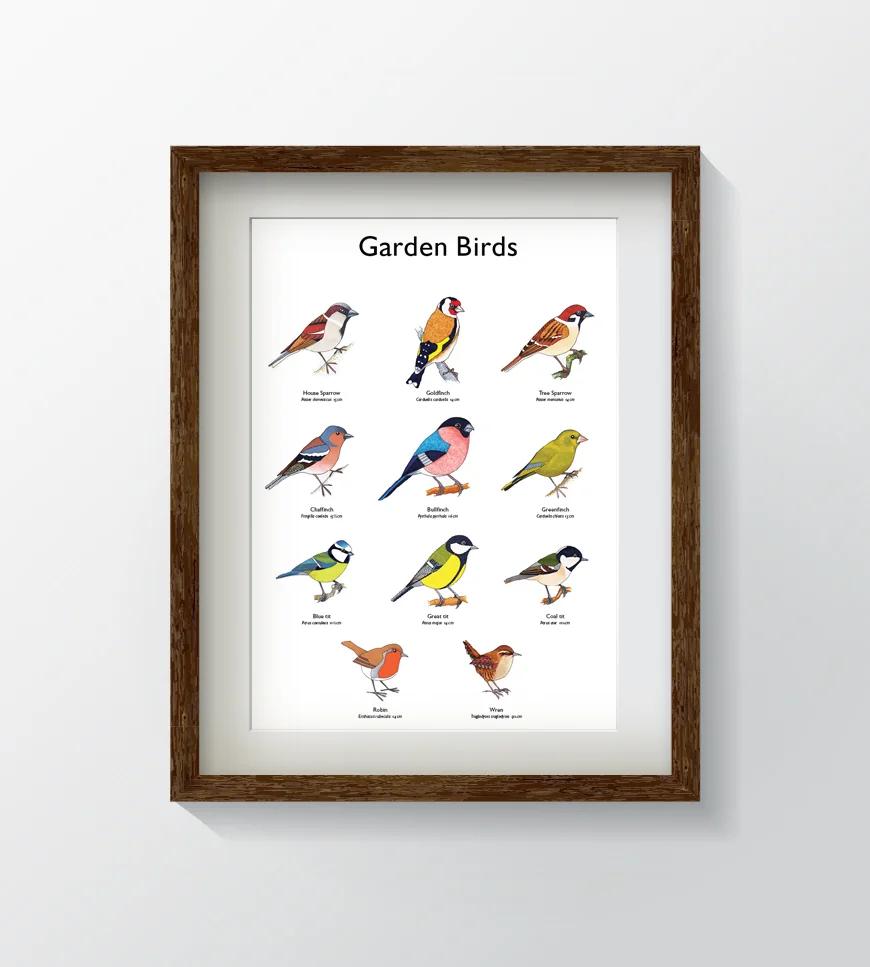 BritishBirds_Garden (framed).jpg