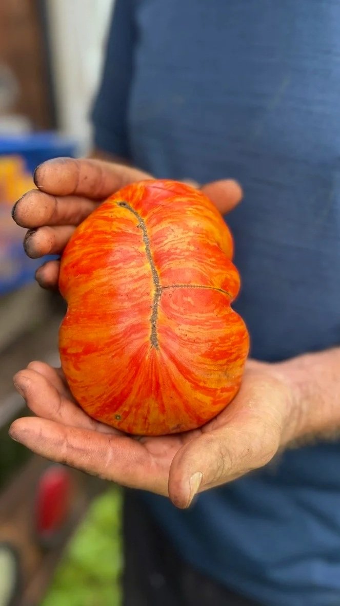 Heirloom Tomato