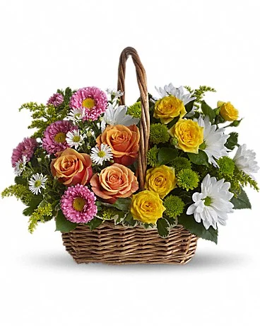 Alfa's Sweet Tranquility Basket This beautiful gift will be appreciated for its life-affirming brilliance and your thoughtfulness at this time. Brilliant blooms such as orange and yellow roses and spray roses mix with pink matsumoto asters, white daisy spray chrysanthemums, dazzling green button spray chrysanthemums, salal, pittosporum and more in a lovely rectangular basket with a handle. Buy Now>>