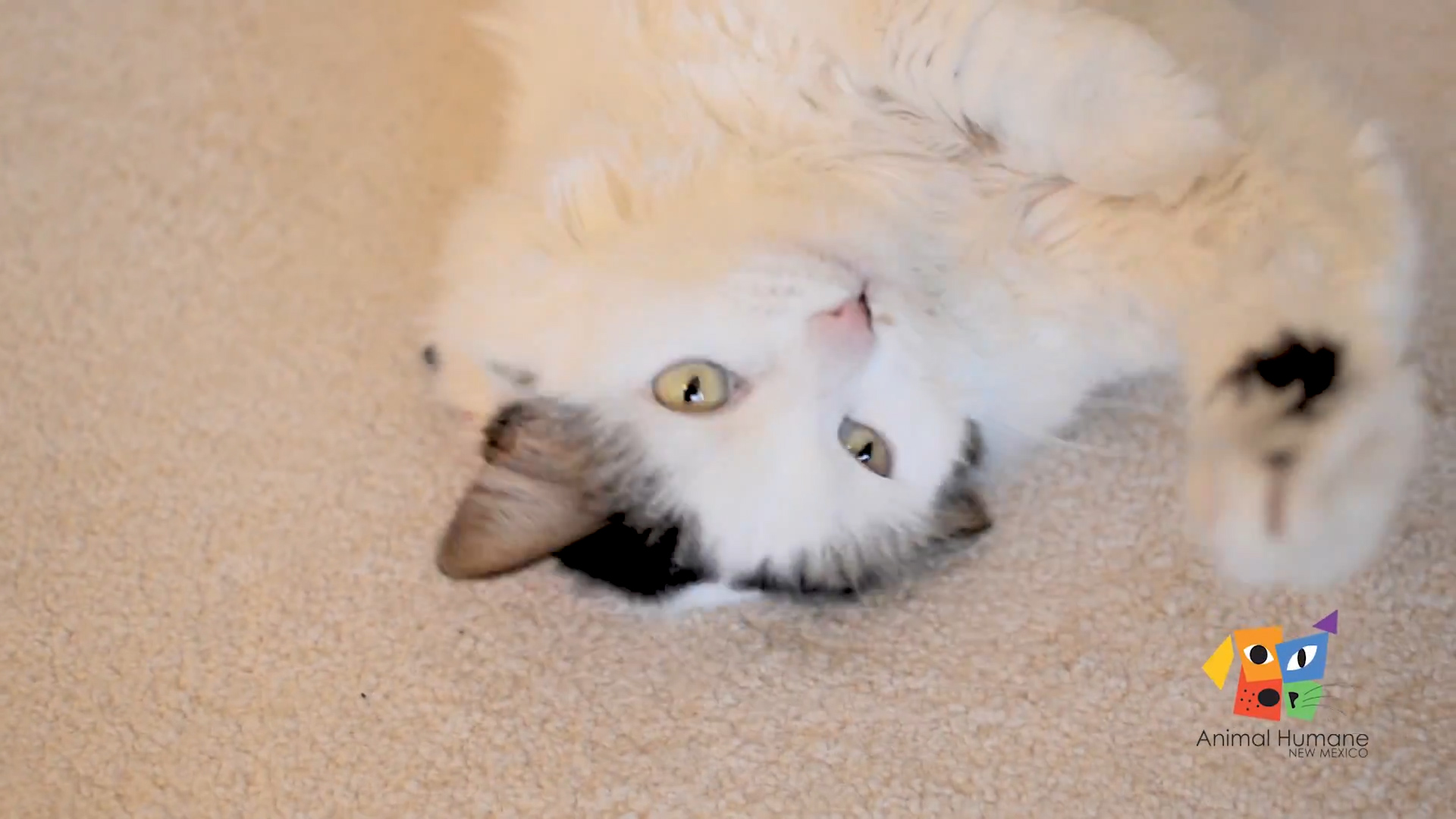 kitty.jpg