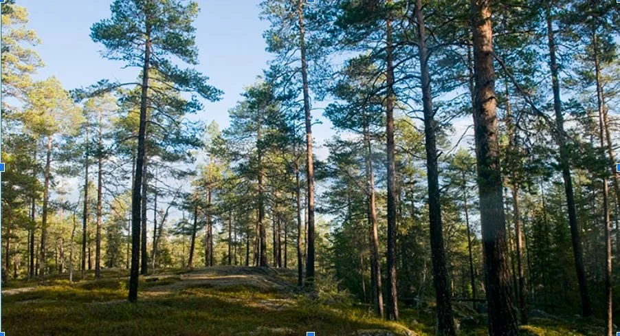 Meditation i Umeå