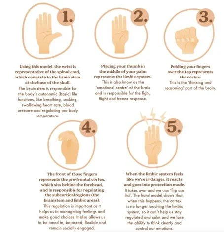 Fight Or Flight Response Brain