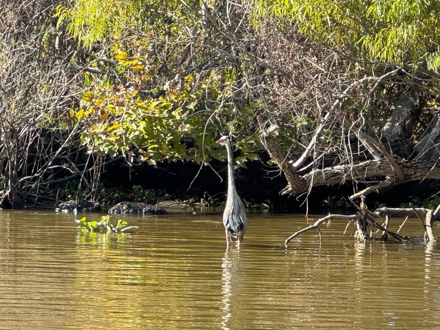 Some cool animals I saw in NOLA :)
