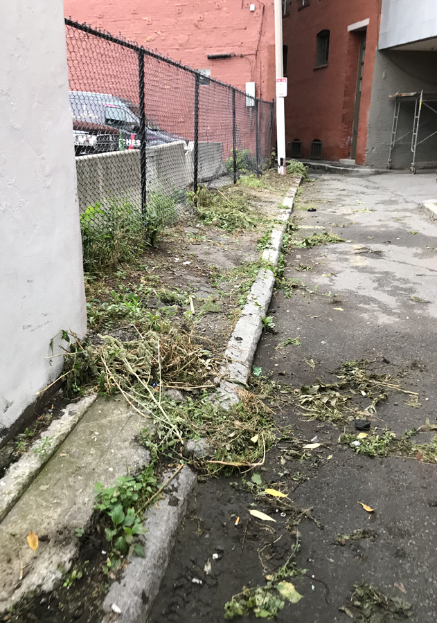 city is not caring for the grounds at cutillo park, image shows overgrown grounds
