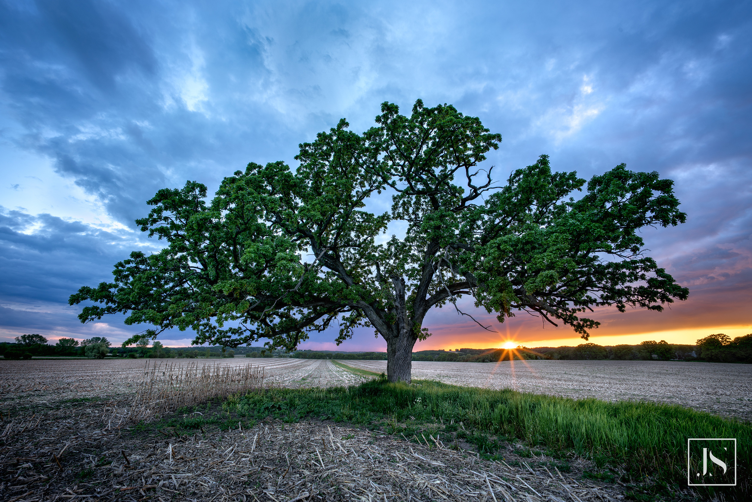 Memorial Tree