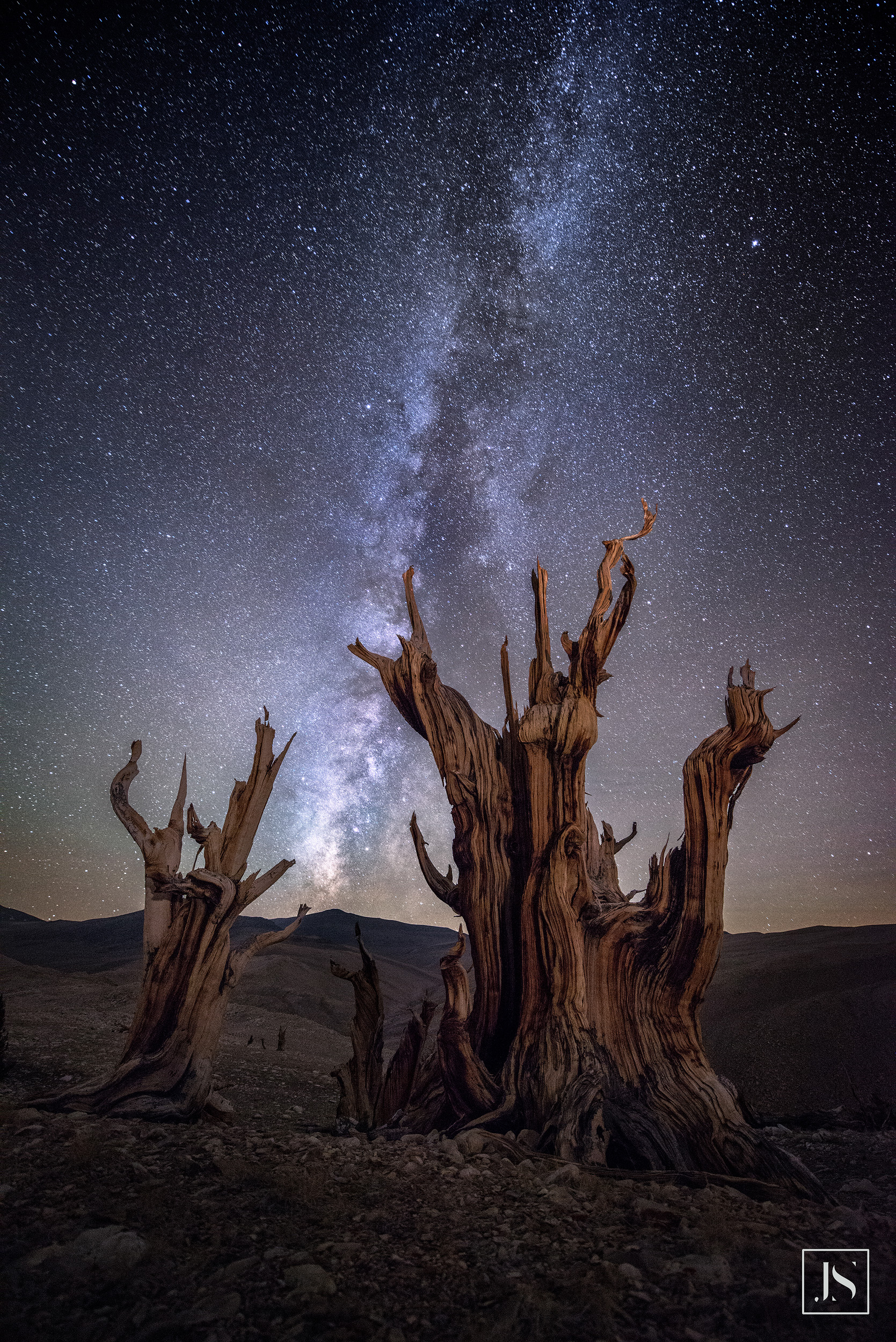 Milky Way over Ancient Bristlecone Pine-2015