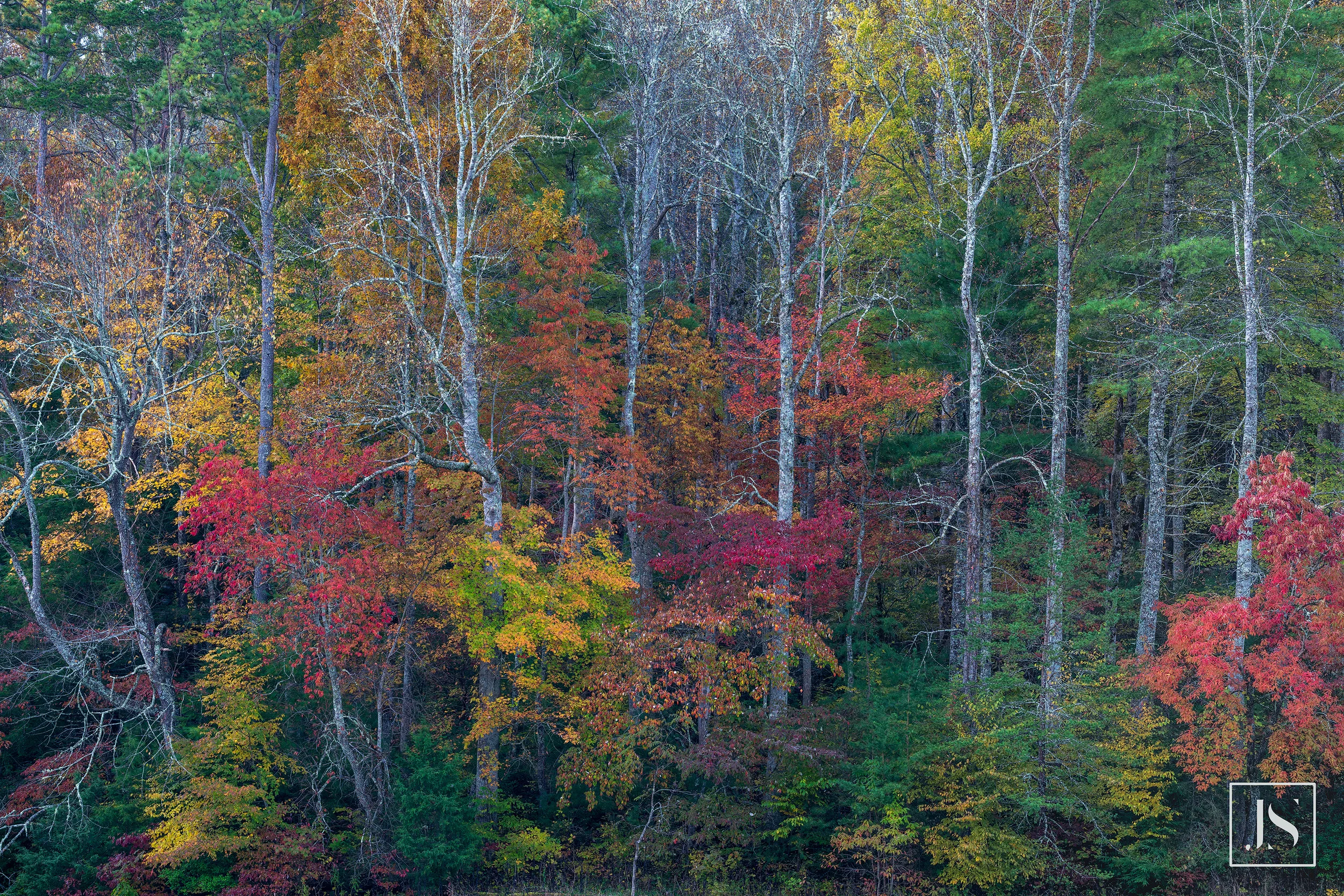 Fall Color-Cades Cove-TN