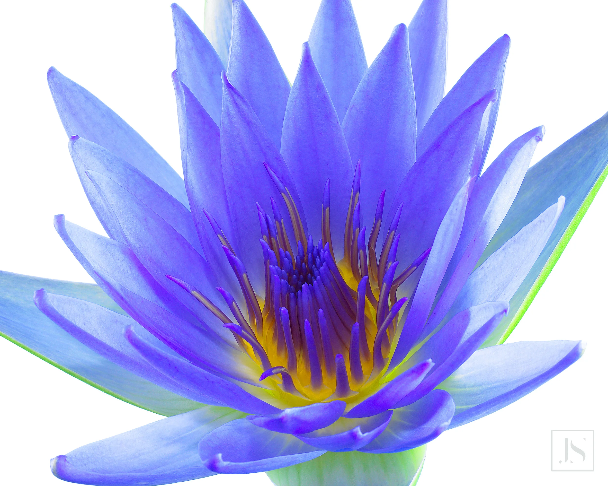 Lily Bloom