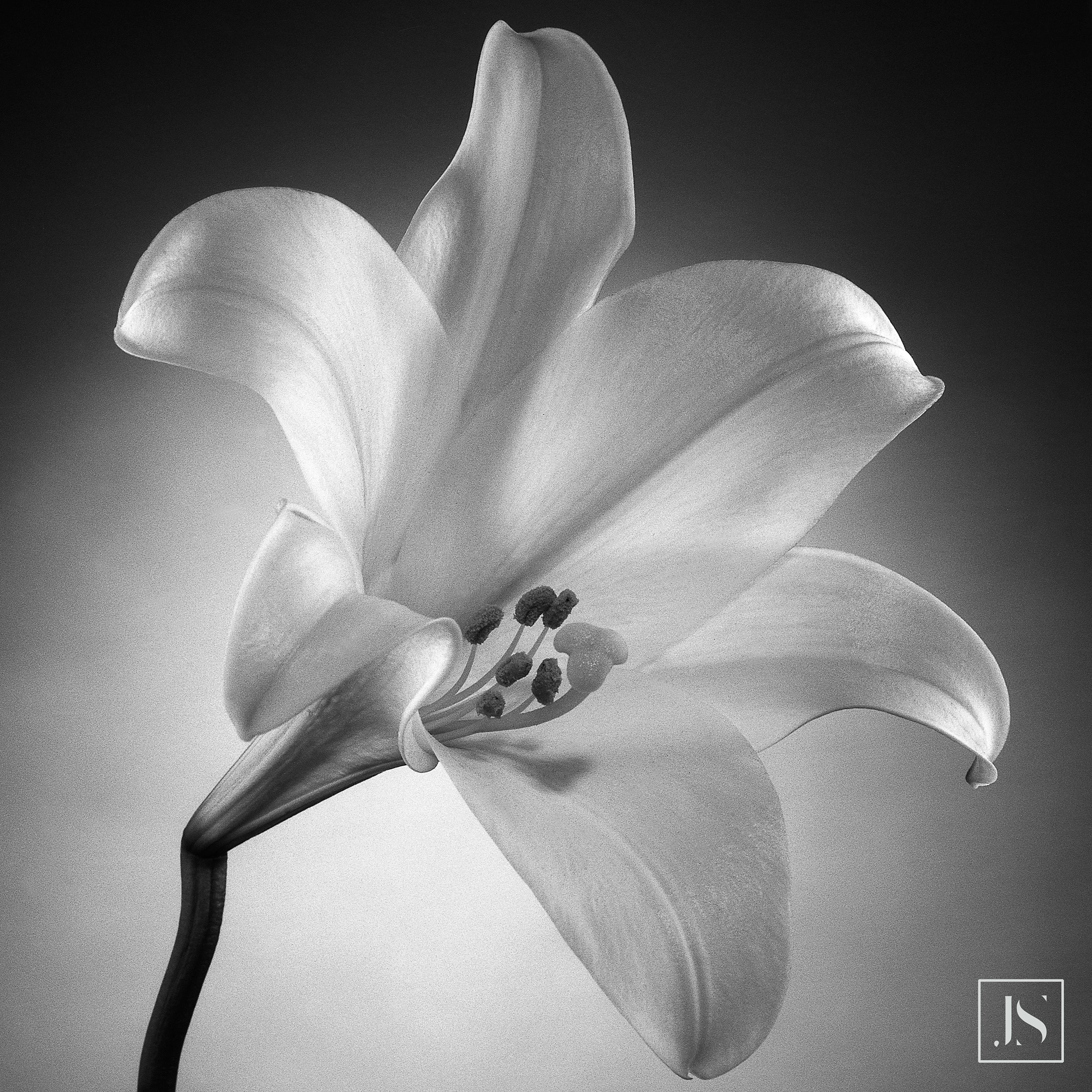 Longiflorum Lily 1