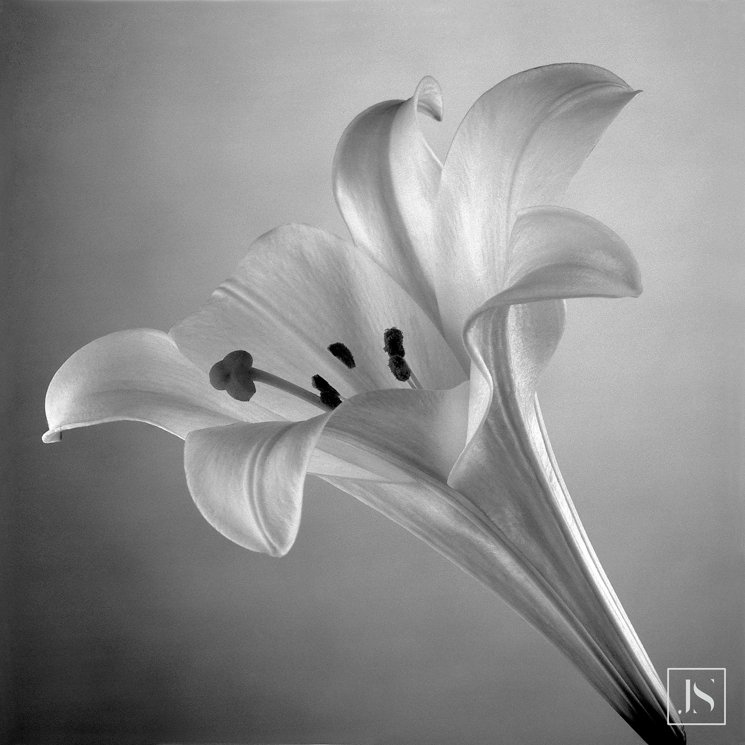Longiflorum Lily 2