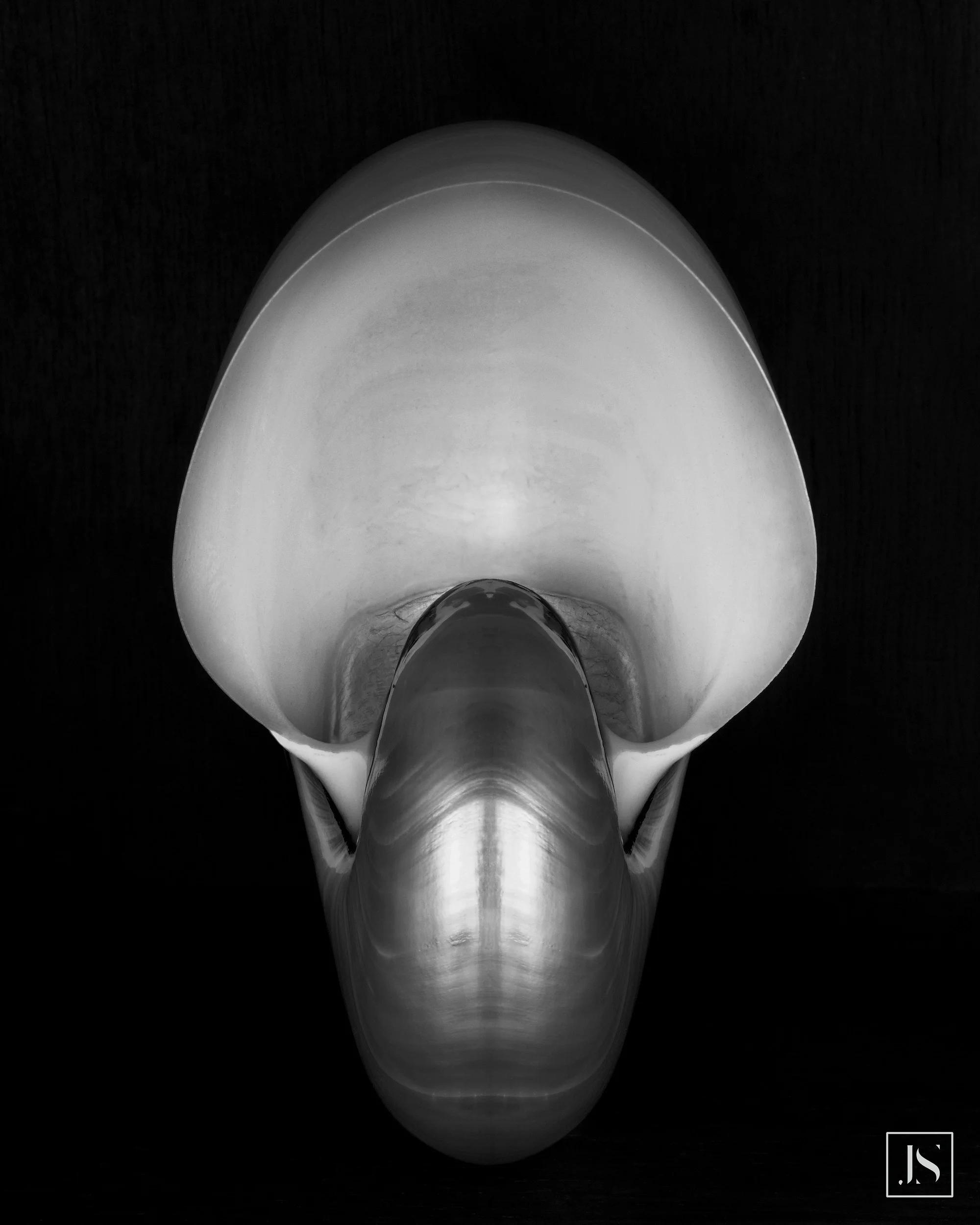 Nautilus Shell #1
