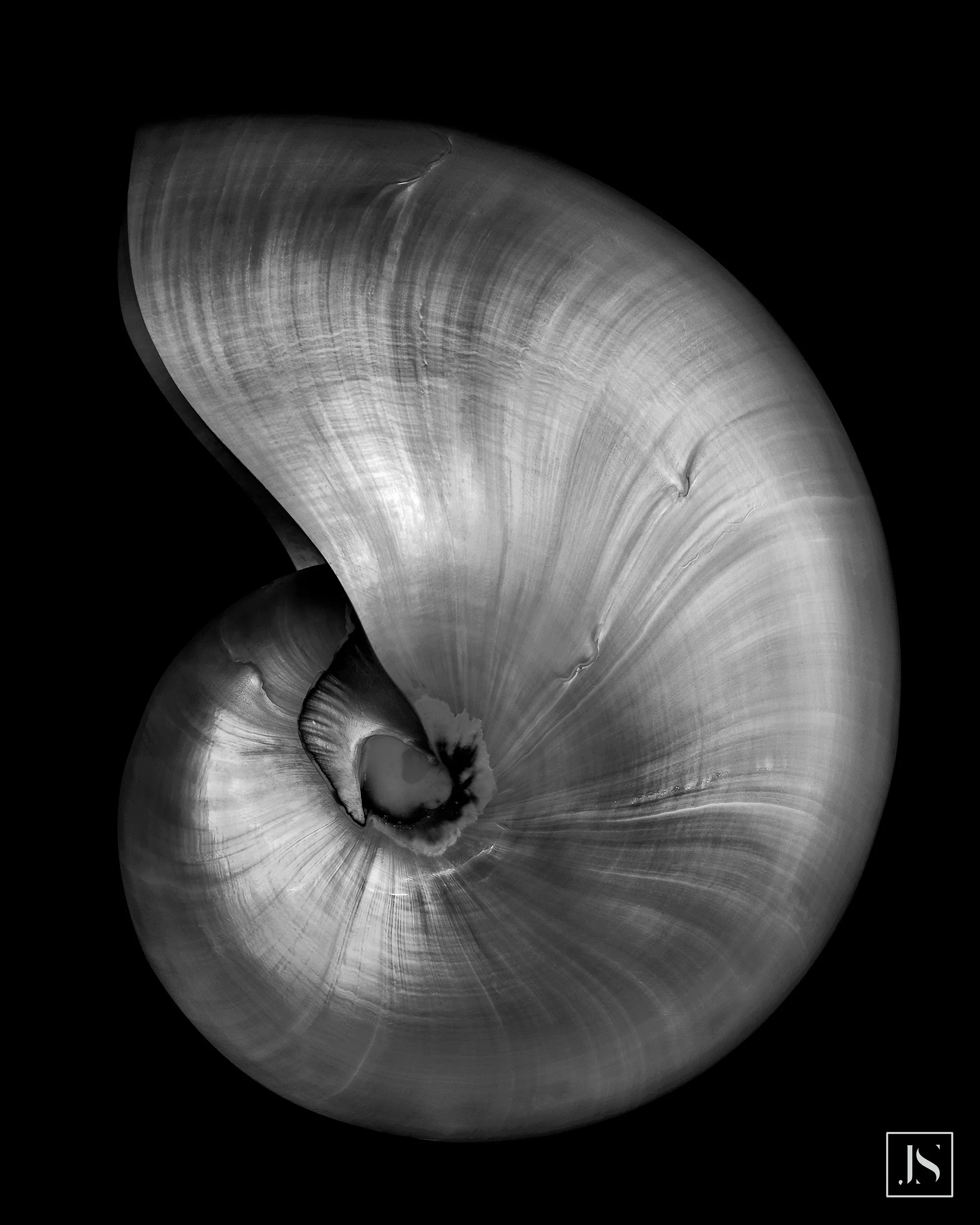 Nautilus Shell #2