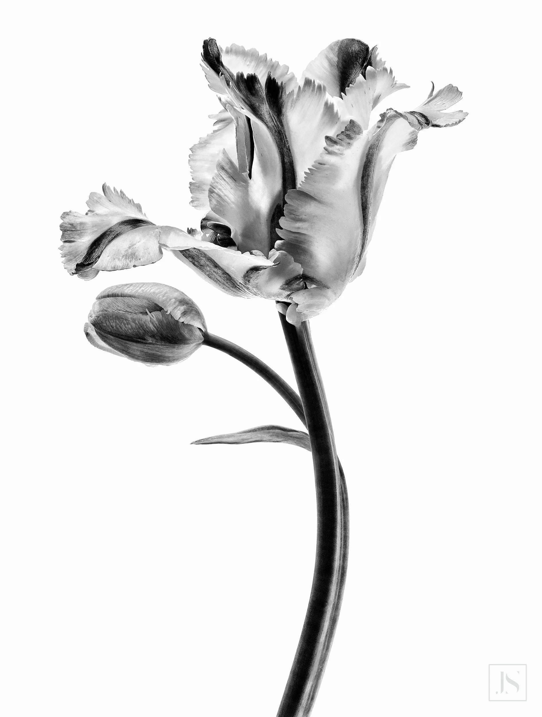 Parrot Tulip Series-2
