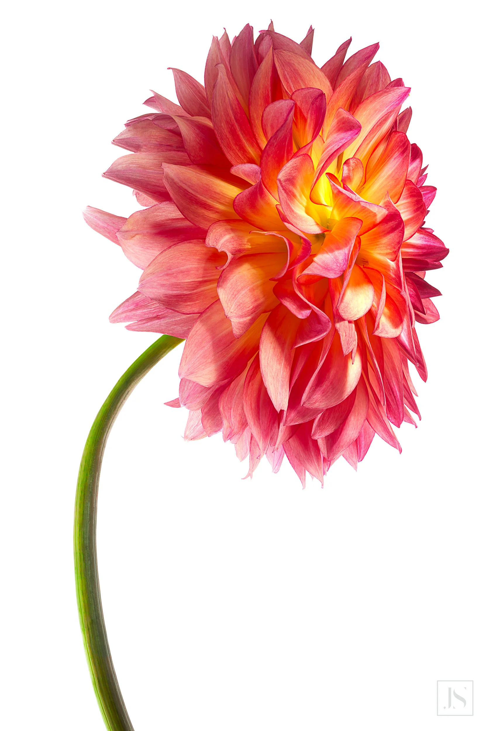 Peach Dahlia-2015