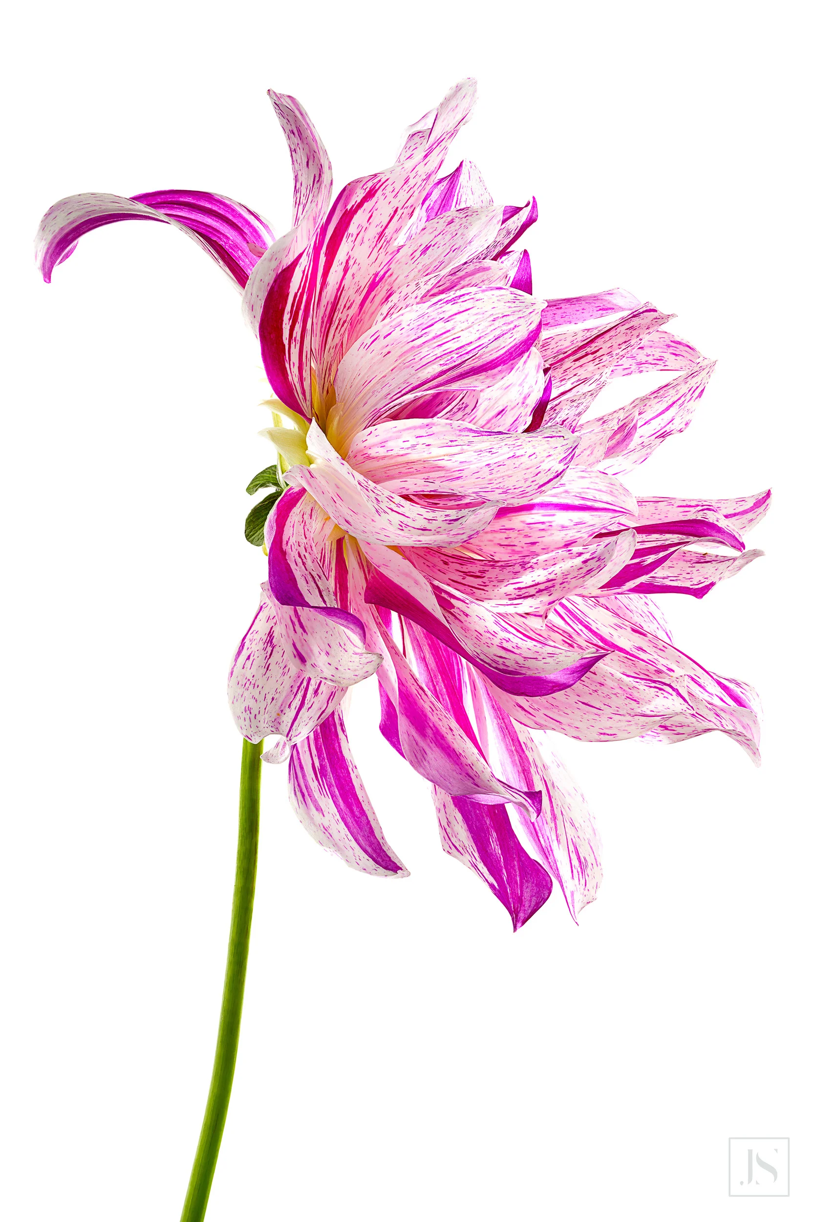Purple Dahlia-2015