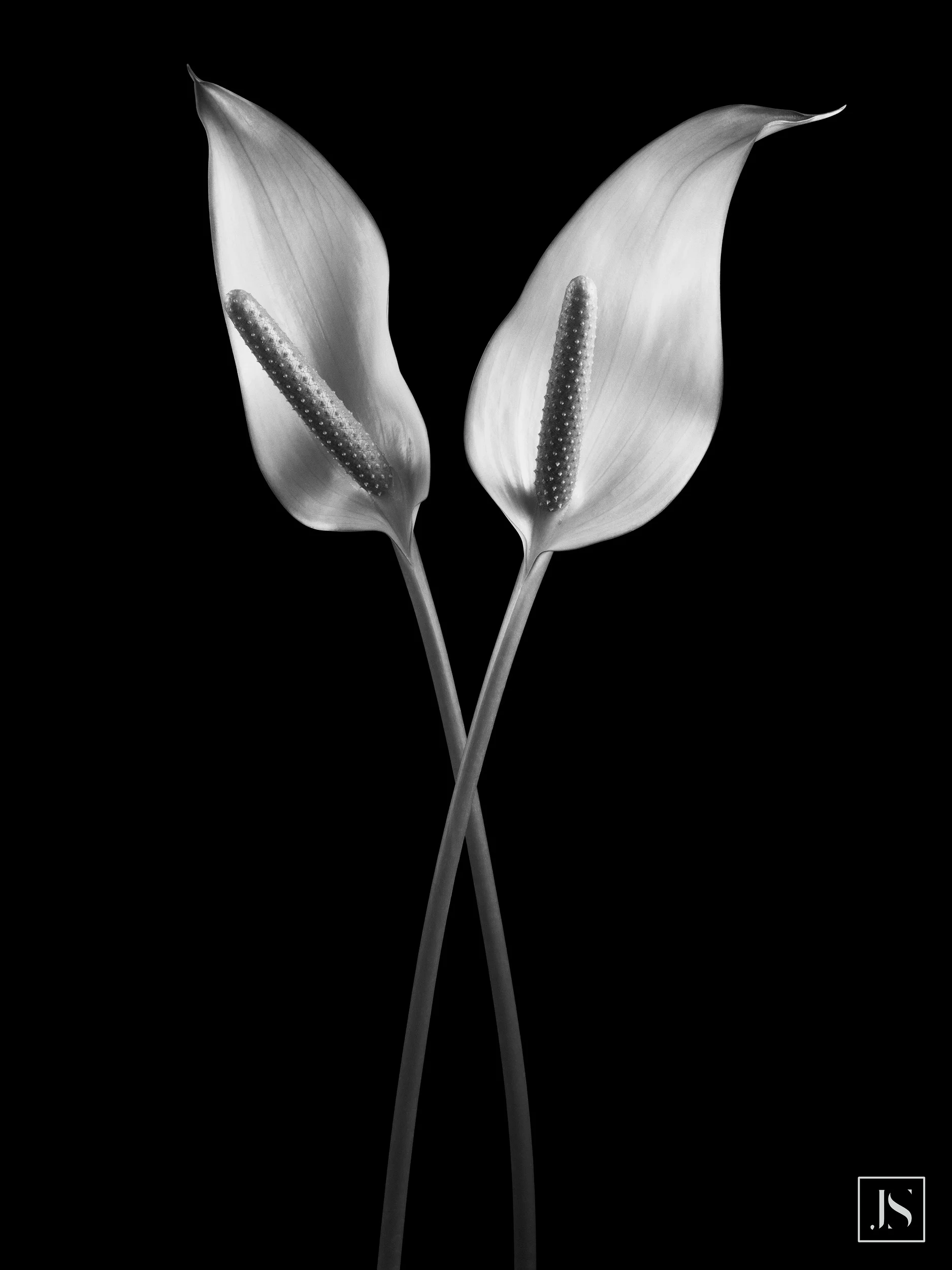 Two Flowers