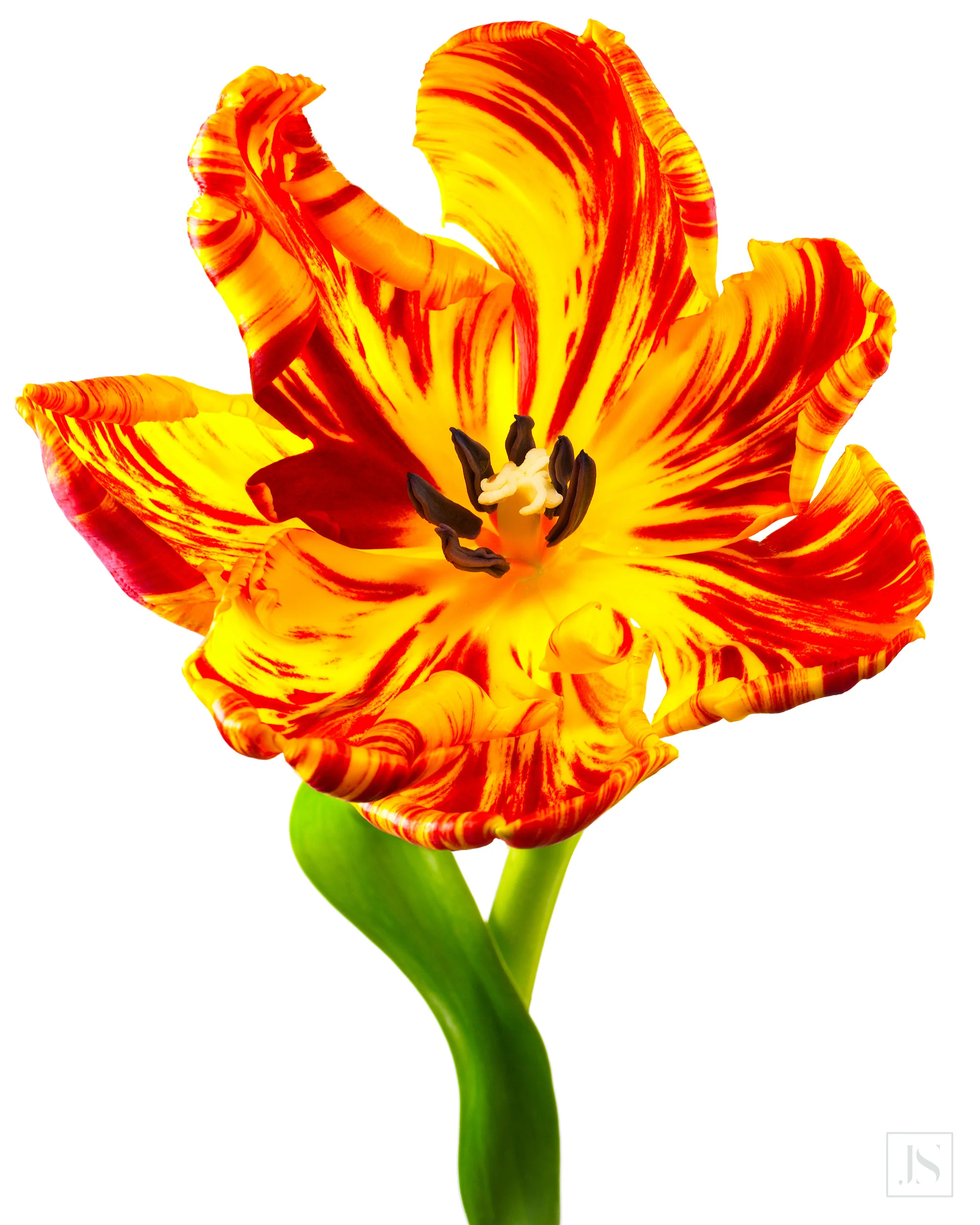 Tiger Tulip