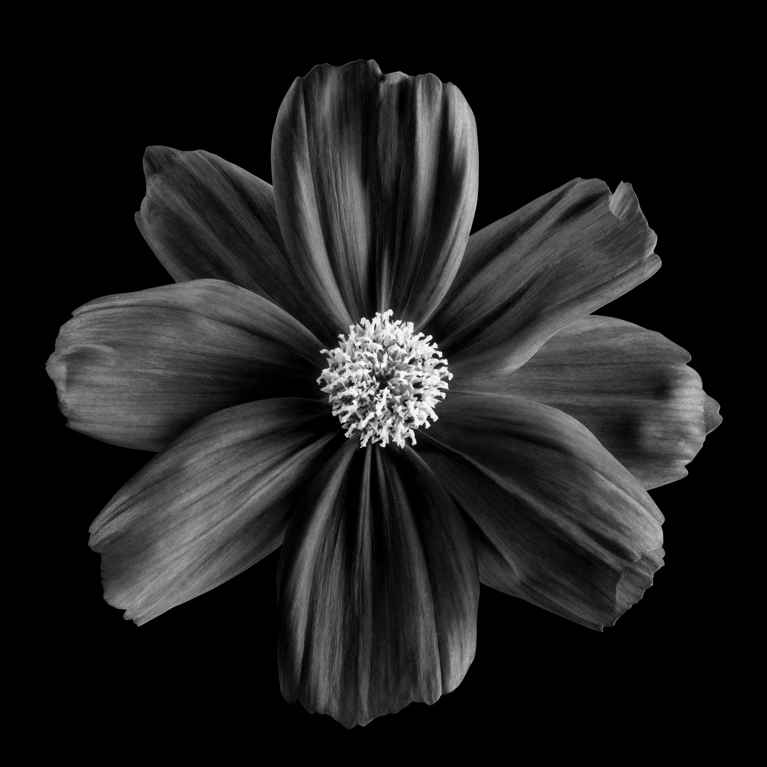 Dark Cosmos