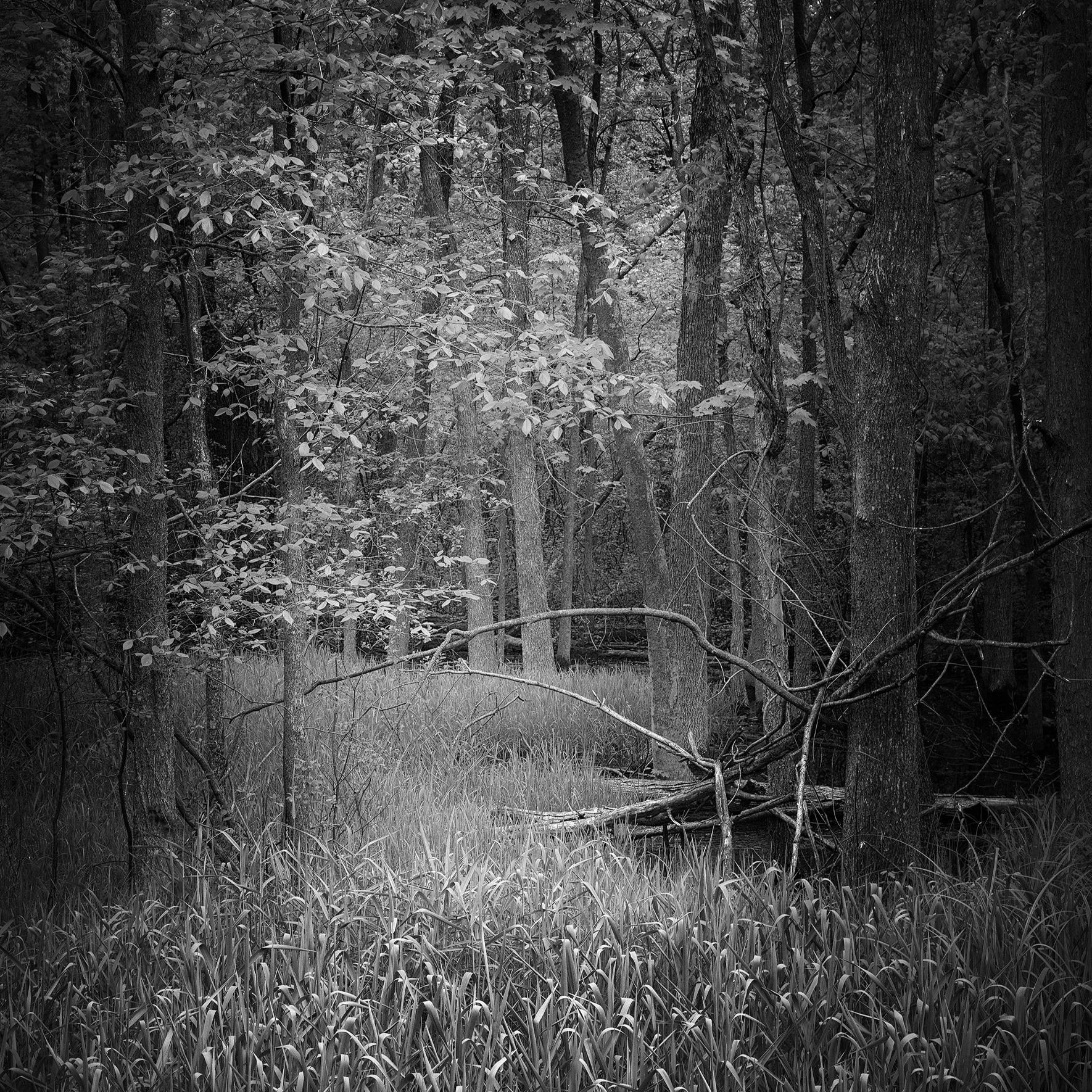 _DSC9136-1c-copy-2.jpg