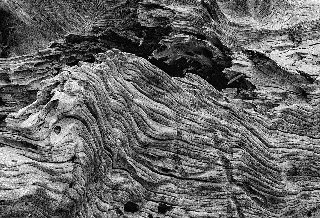 Knarled Wood Stump along the Monterey Coastline