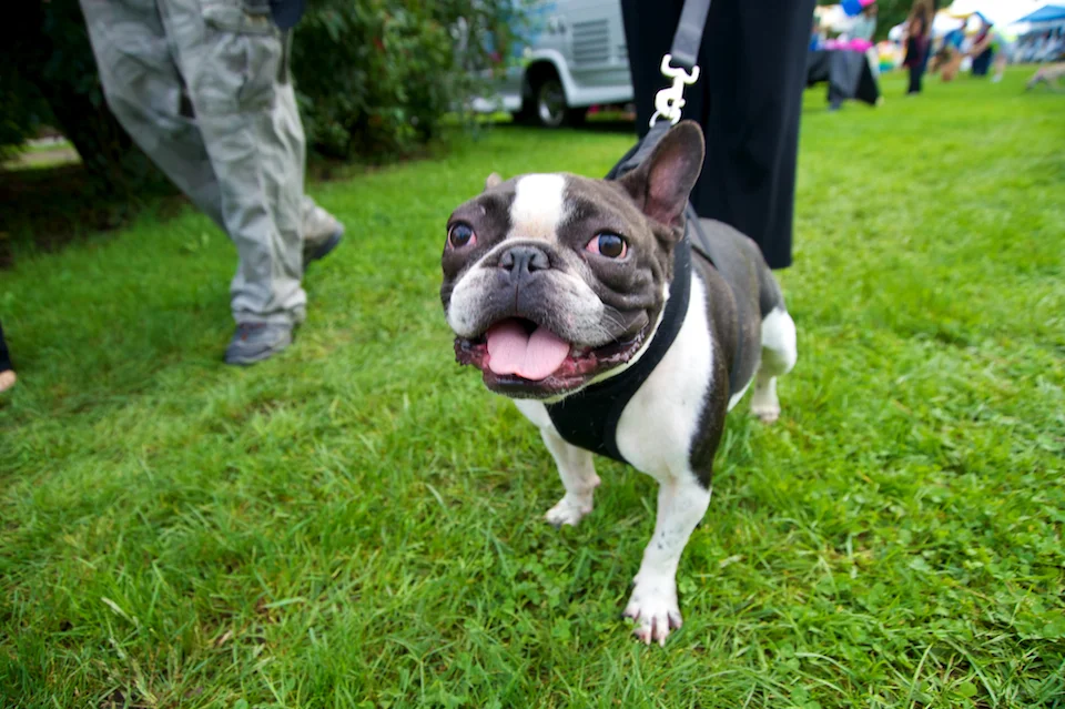 20110925_greendog_001.jpg