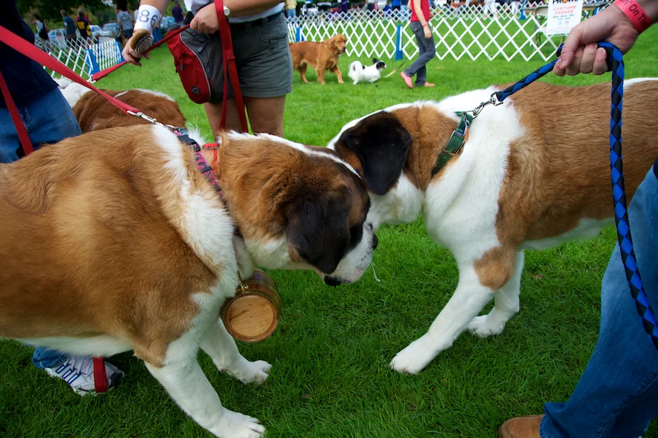 20110925_greendog_048.jpg