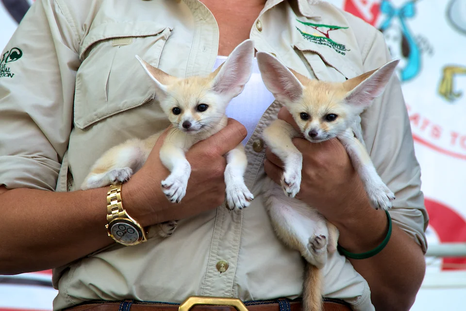 20110925_greendog_094.jpg