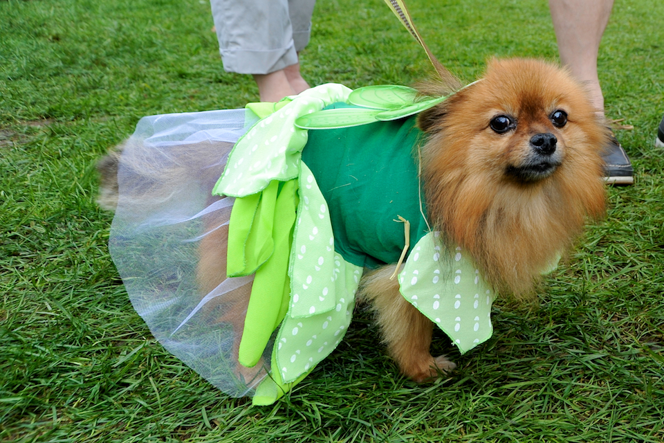 20110925_greendog_180.jpg