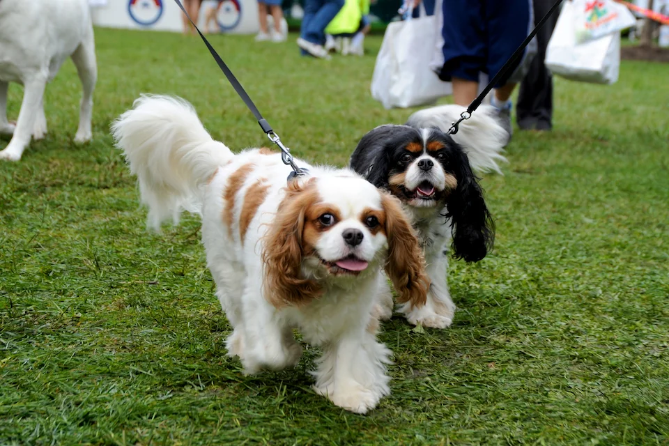 20110925_greendog_317.jpg