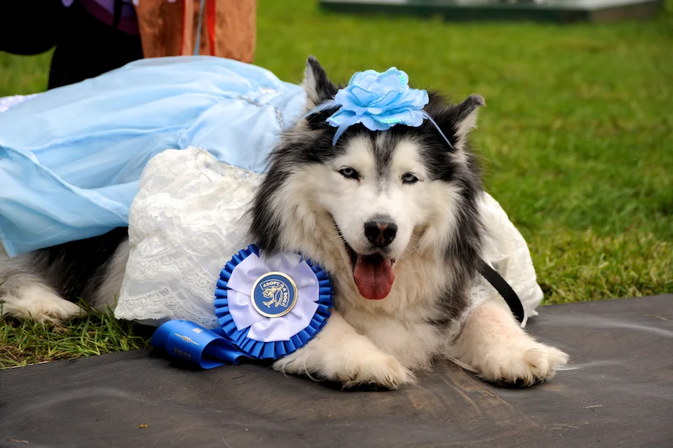 20110925_greendog_373.jpg