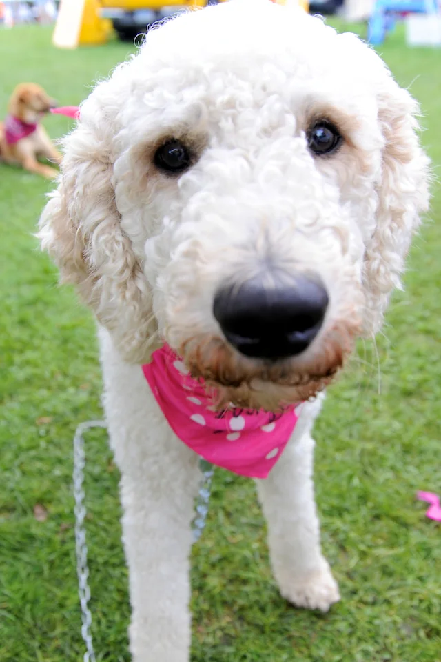 20110925_greendog_388.jpg