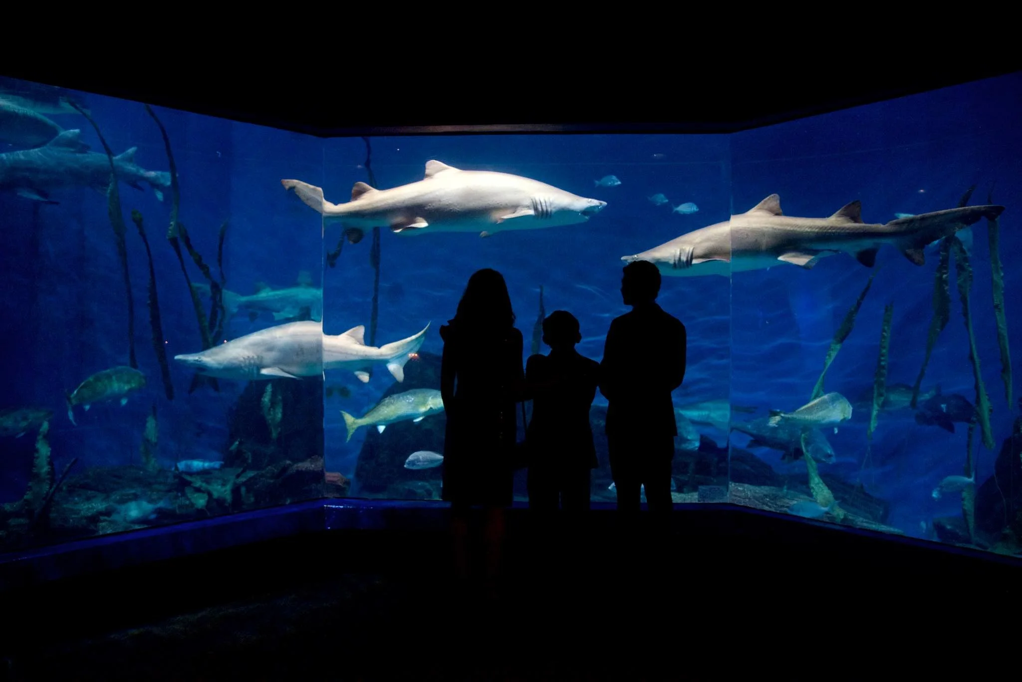 Family in silhouette by the Maritime Museum shark tank in Norwalk, CT, by event photographer Pamela Einarsen.