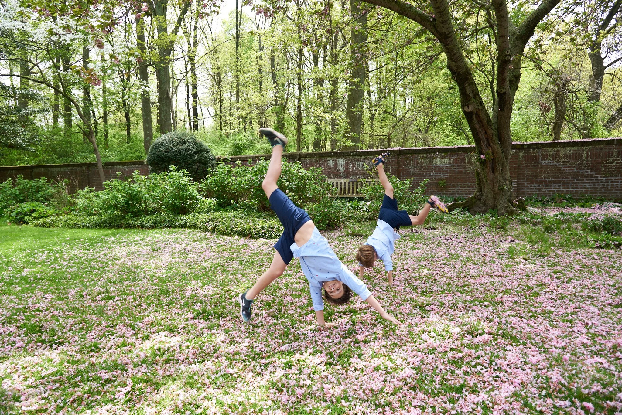 Boys do cartwheels in their yard full of pink petals by family photographer Pamela Einarsen. 